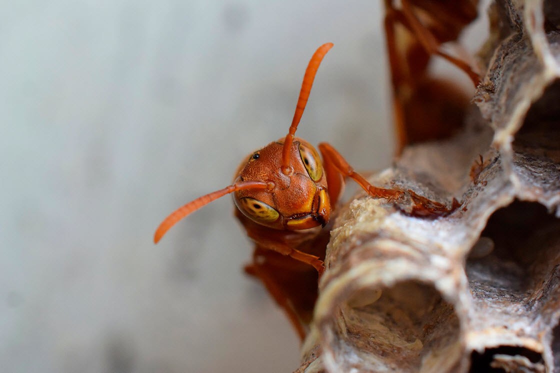 Стрибун, гало та торнадо: названі кращі наукові фото 2019 року