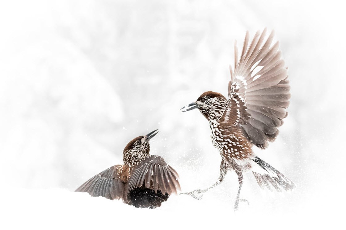 Стрибун, гало та торнадо: названі кращі наукові фото 2019 року