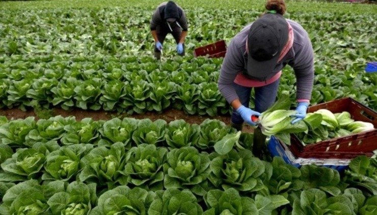 Польський уряд хоче залучити українців на сезонні роботи. Що для цього зроблять?